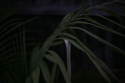 Close-up of green plant