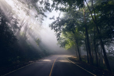 Sunlight streaming through trees in forest