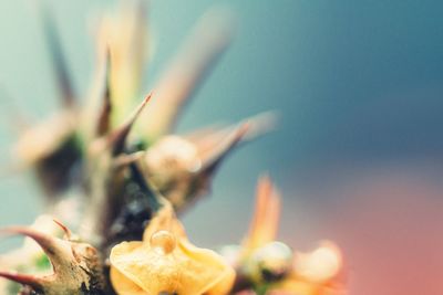 Close-up of plant against blurred background