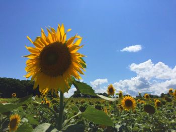 Close-up of sunflower blooming on field against sky