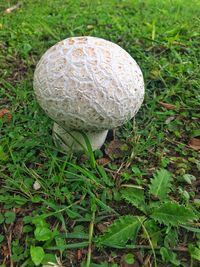 High angle view of mushroom