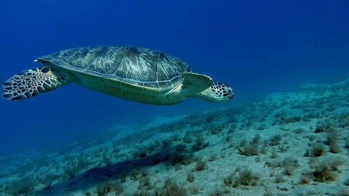 Big green turtle on the reefs of the red sea. 
