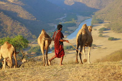 Horses walking with dog on landscape against sky