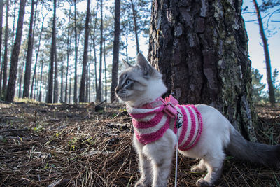 Dog in a forest