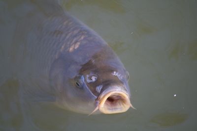 High angle view of fish swimming in water