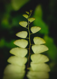 Close-up of plant leaves