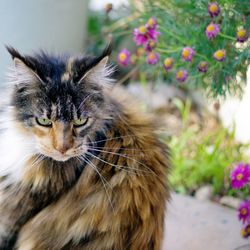 Close-up of a cat looking away