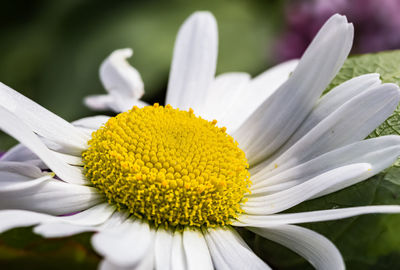 Close-up of white daisy flower