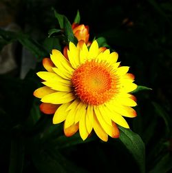 Close-up of yellow flower blooming outdoors