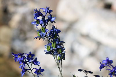 Close-up of purple flowers blooming outdoors