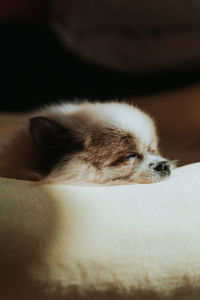 Close-up of dog sleeping on bed