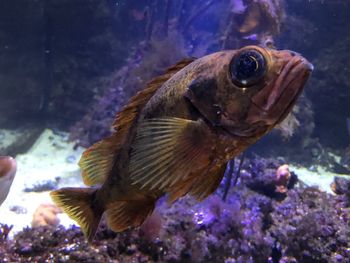 Close-up of fish swimming in sea