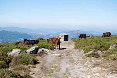 Cows grazing in a field