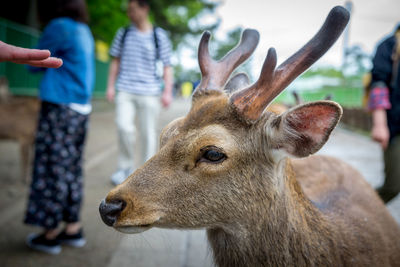 Close-up of deer