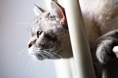 British shorthaired cat 