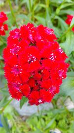 Close-up of red flower