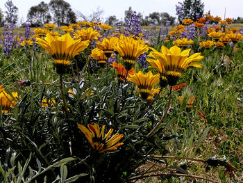 Close-up of sunflowers blooming against sky