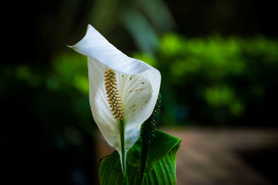 Close-up of white flowering plant