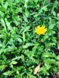 Close-up of yellow flower blooming outdoors