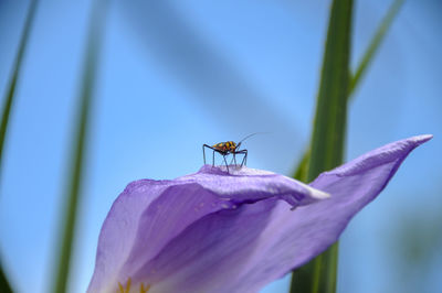 Close-up of insect on purple flower