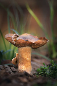 fungus