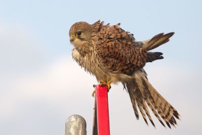 Low angle view of kestrel perching on metal against sky