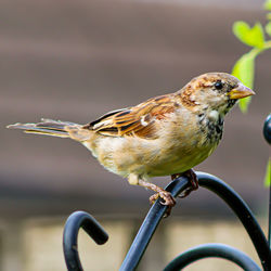 Close-up of bird perching on fence