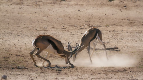 Deer standing on field