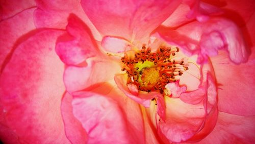 Detail shot of pink flower