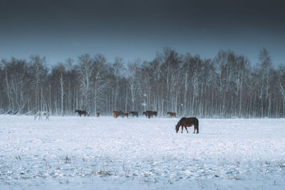 View of horses on snow covered field