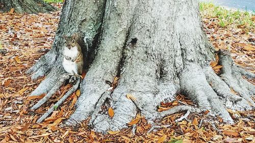 Full frame shot of lizard on tree trunk