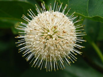 Close-up of flower head