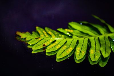 Close-up of wet leaves against black background