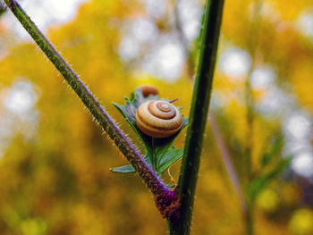 Close-up of snail on plant