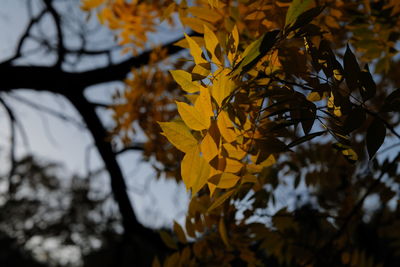 Close-up of yellow maple leaves on branch