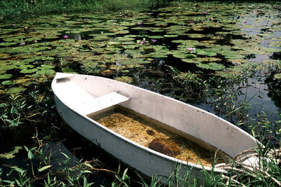 Water lilies floating on lake