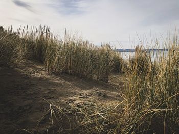 Grass growing on beach against sky