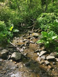 High angle view of water flowing through rocks in forest