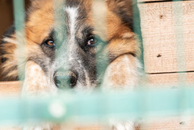 Close-up portrait of dog