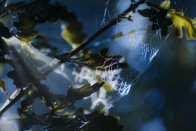 Low angle view of spider web on plant