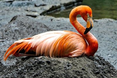 Close-up of a bird on rock