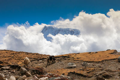 View of horse on rock against sky