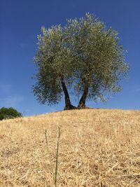 Tree on field against clear blue sky