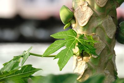 Close-up of fresh green leaves