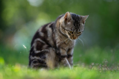 Close-up of a cat looking away