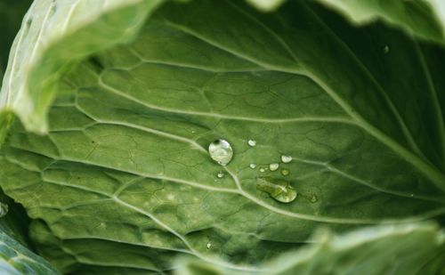 Close-up of raindrops on leaves