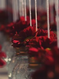 Close-up of red rose in glass vase