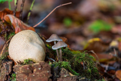 Close-up of mushrooms growing on field