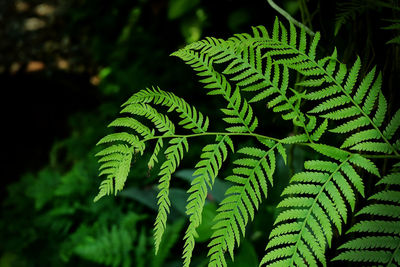 Close-up of fern leaves in forest