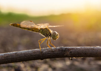 Close-up of dragonfly on twig